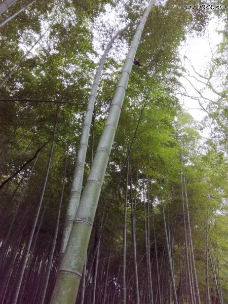 郁郁葱葱的竹林图片