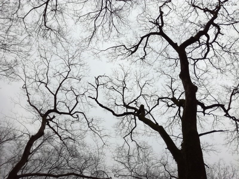 干枯的树枝图片