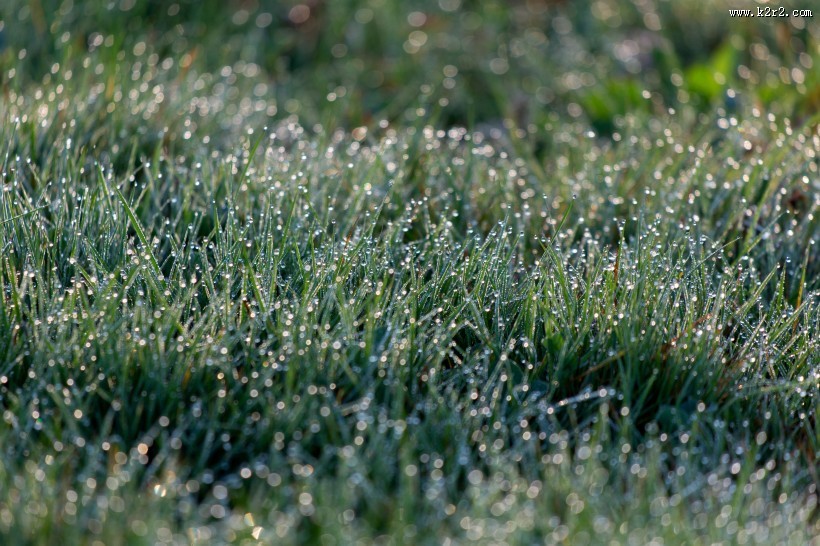 雨后的草丛图片
