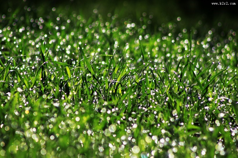 雨后的草丛图片