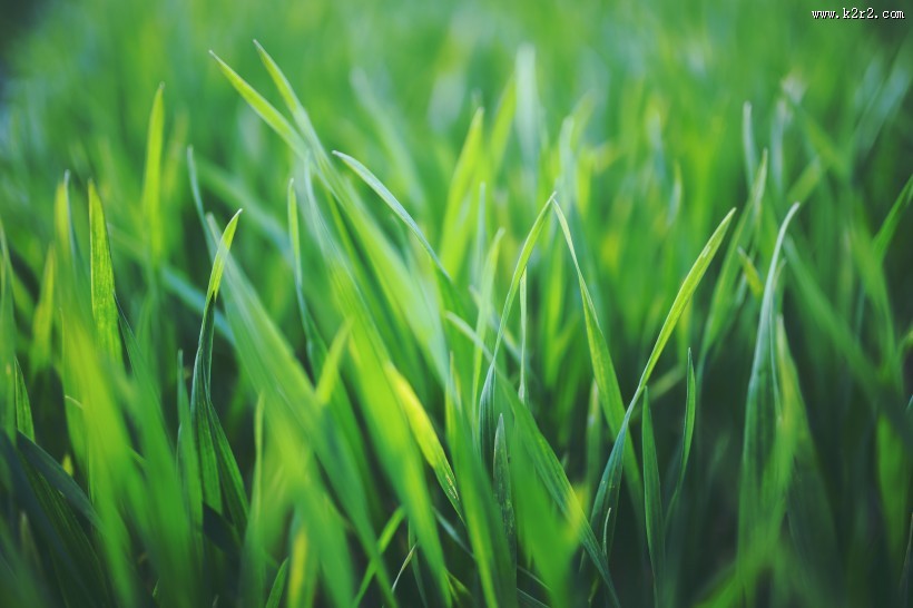 绿油油的草丛图片