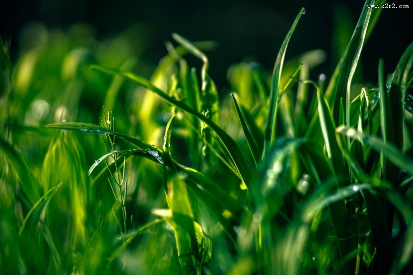 绿油油的草丛图片