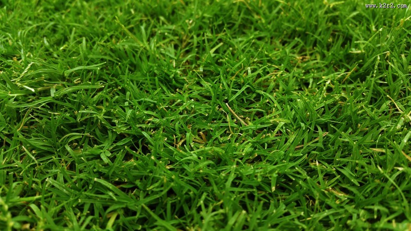 平坦的草地图片