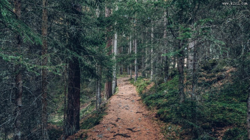 森林里幽静的小路图片