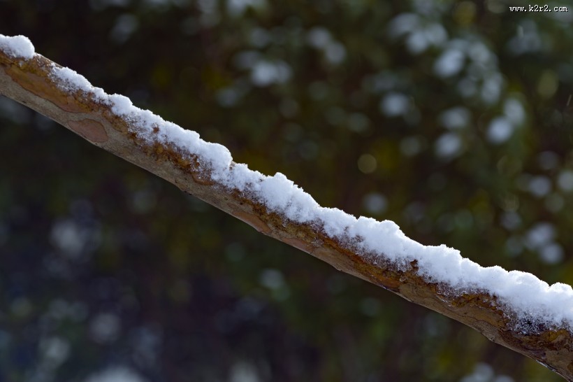树林里的雪景图片