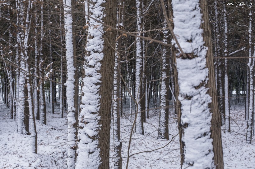 树林里的雪景图片
