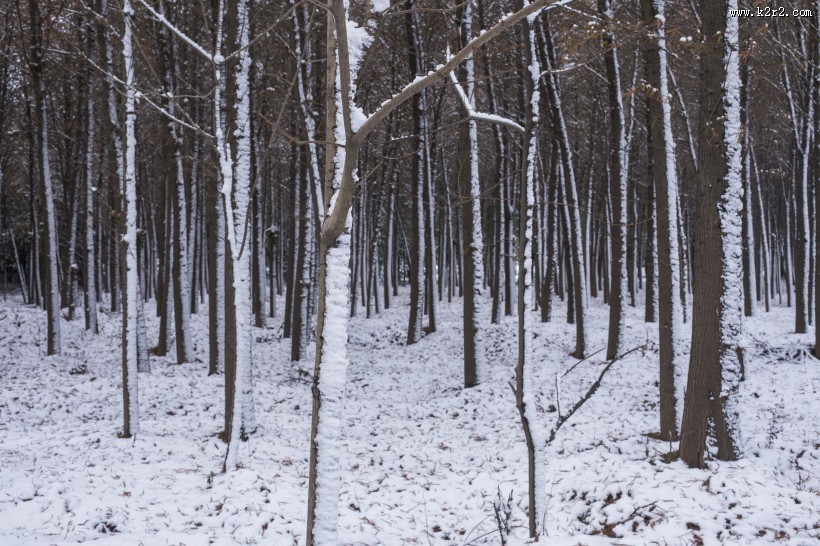 树林里的雪景图片