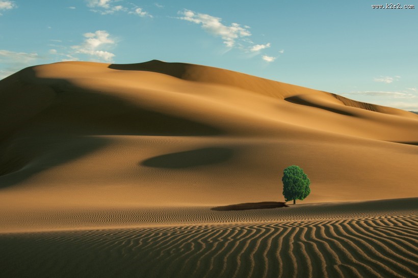 独自生长的一棵树图片