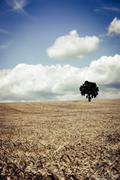 一棵孤独生长的树图片