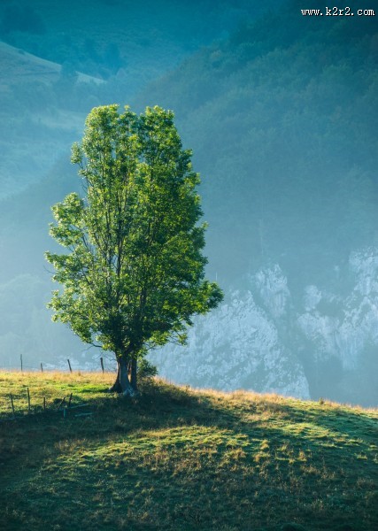 一棵孤独生长的树图片