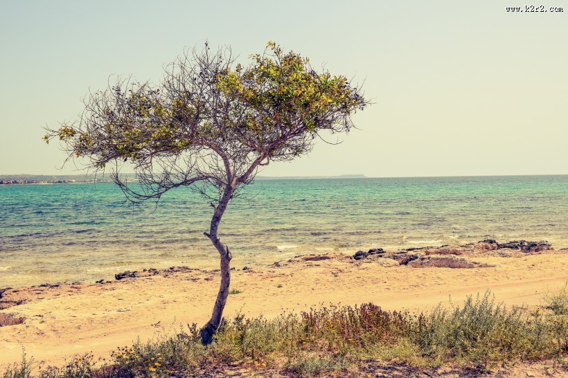 一棵孤独的树图片