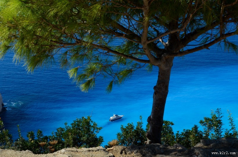 一棵孤零零的树图片