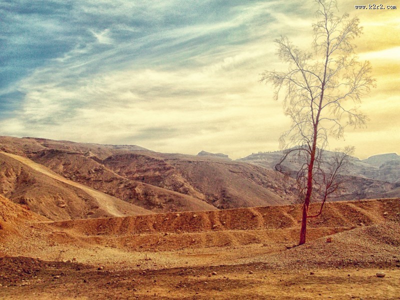 一棵孤零零的树图片