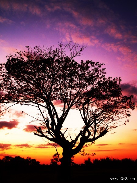 一棵孤零零的树图片