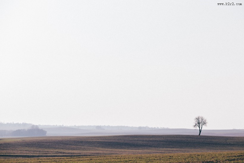 平原上的树图片