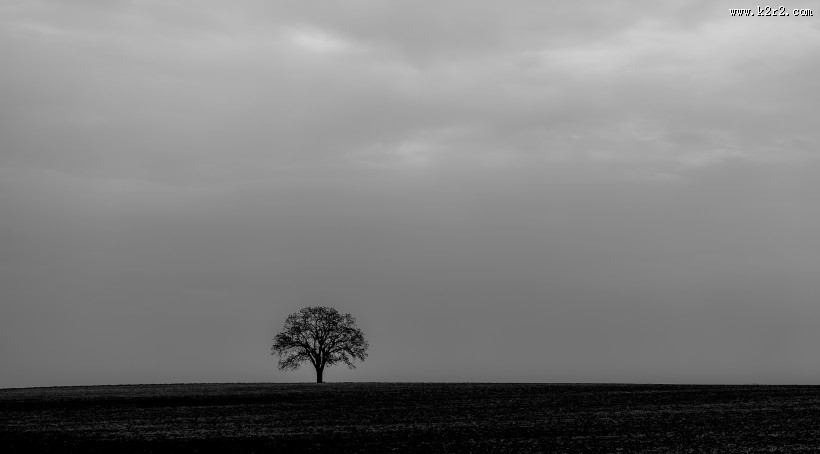 平原上的树图片