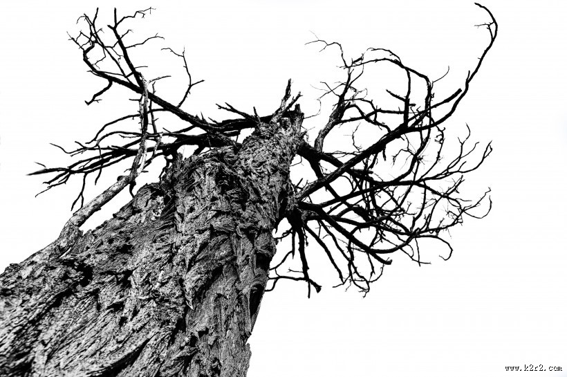 一棵干枯的树图片大全