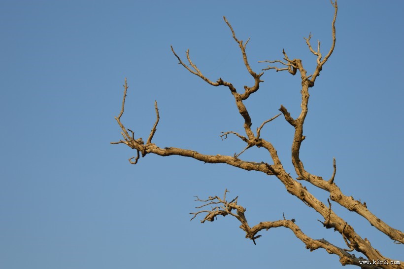 一棵干枯的树图片大全