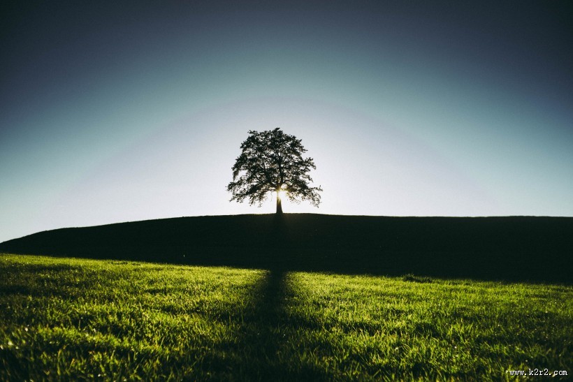 草原上的一棵树图片