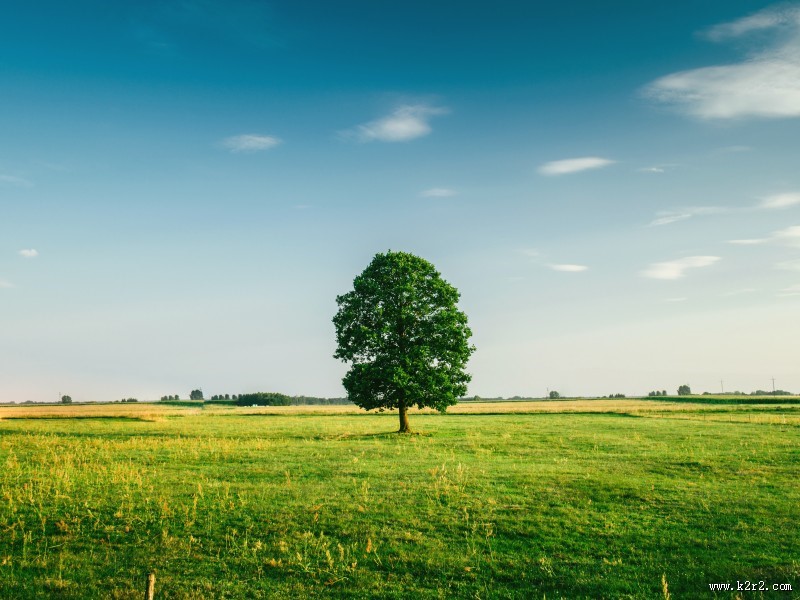 草原上的一棵树图片