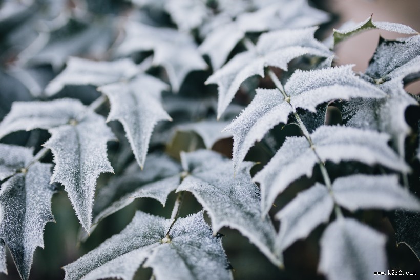 冬季结冰的树木图片