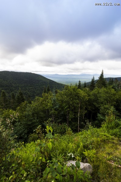 绿油油的树木图片大全