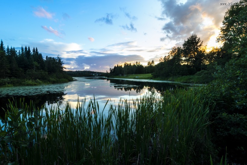 绿油油的树木图片大全