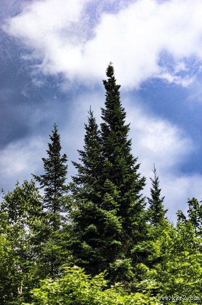 绿油油的树木图片大全