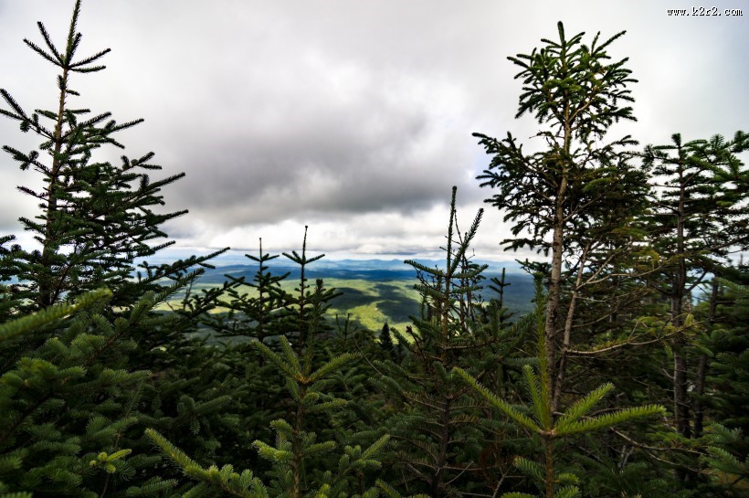 绿油油的树木图片大全