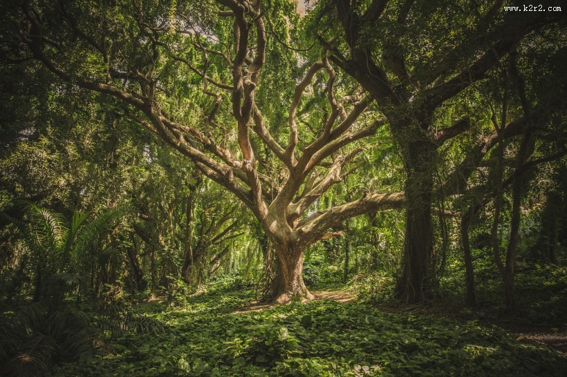 绿油油的树木图片大全