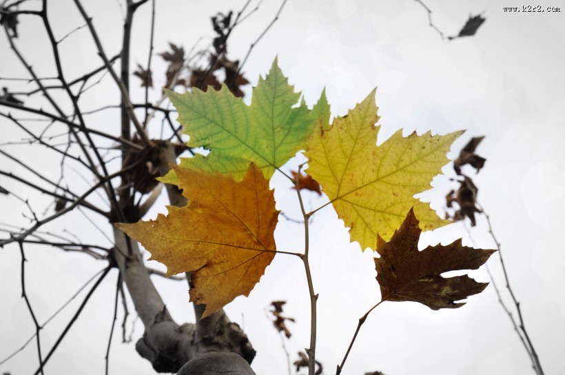 落在地上的树叶图片