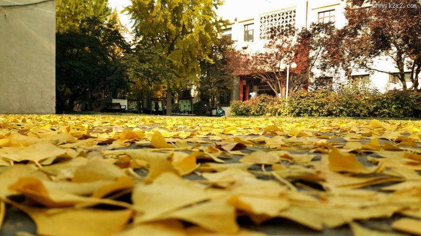 落在地上的树叶图片