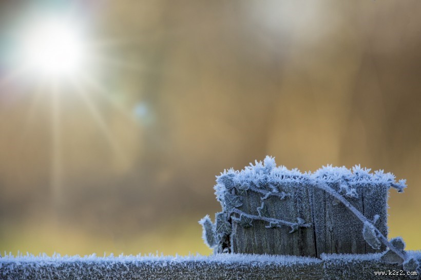 植物挂冰现象图片大全