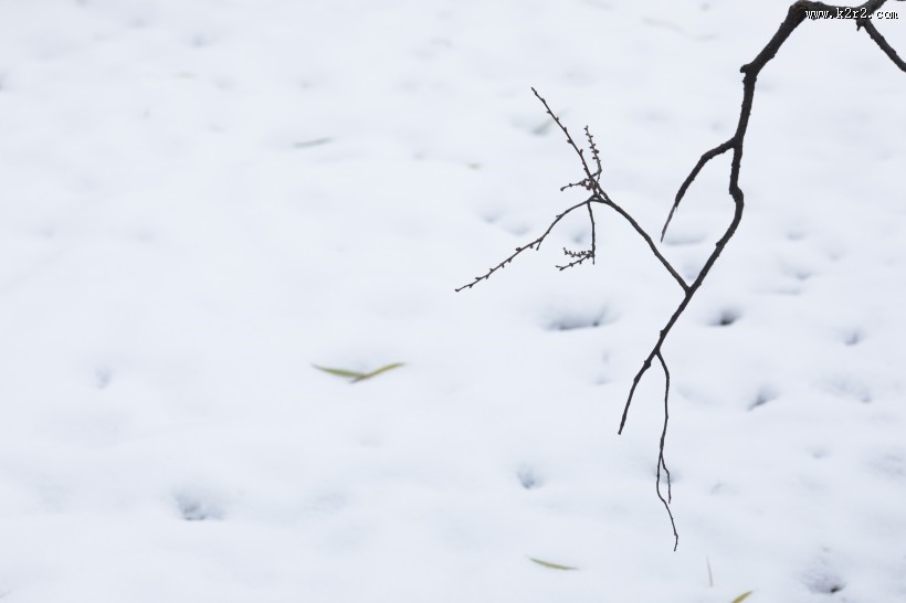 寒冷冬季雪景图片