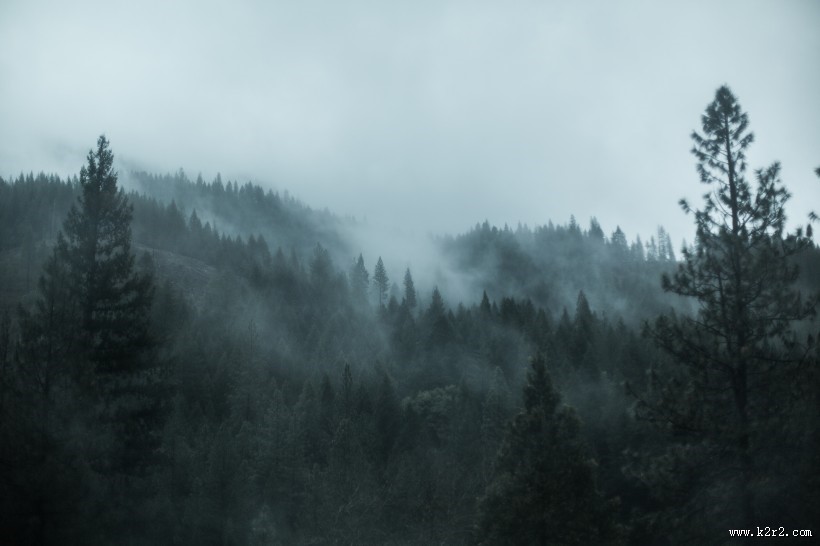 森林上空的雾图片大全