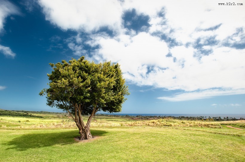 一棵独自生长的树图片大全