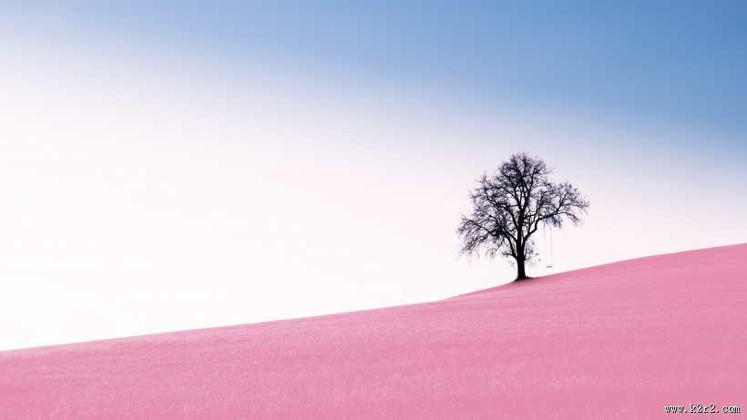 一棵独自生长的树图片大全