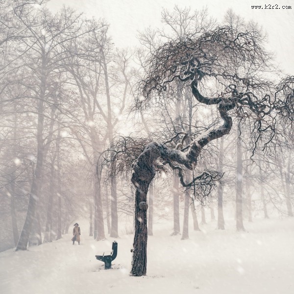 堆满树枝的白雪图片大全