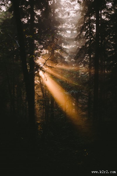 太阳光穿过树林图片