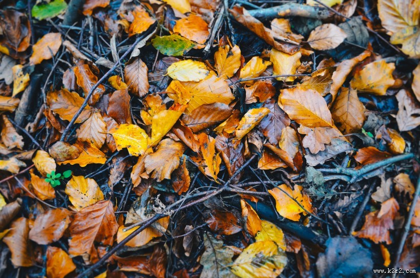 秋天的落叶图片