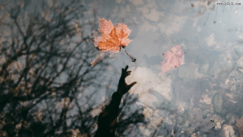 秋天的落叶图片