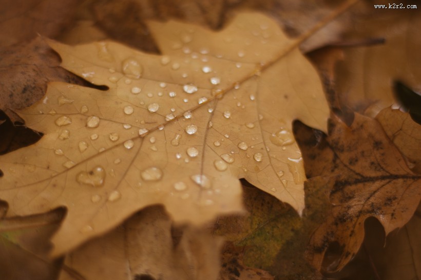 秋天的落叶图片