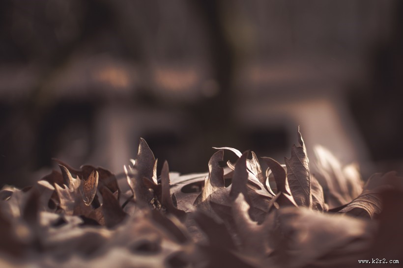 秋天的落叶图片