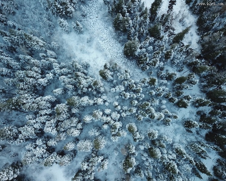 冬季白雪覆盖的树林图片