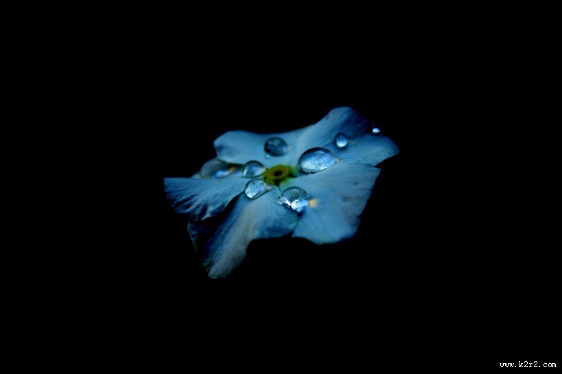 清晨的露水图片