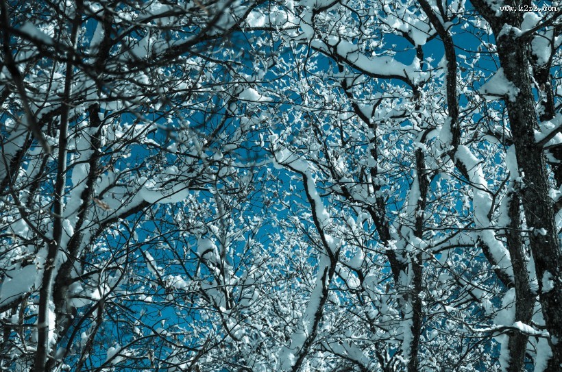 美丽的雪花图片