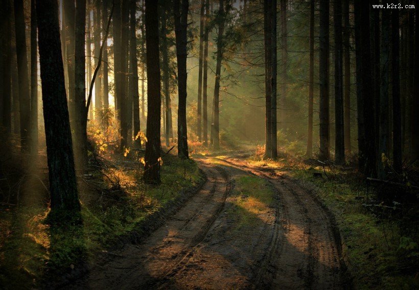 美丽的树林图片