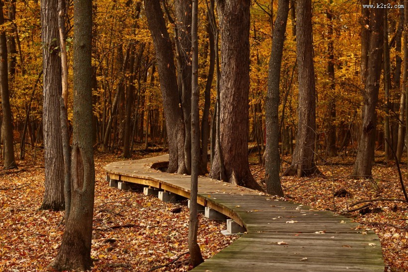 美丽的树林图片