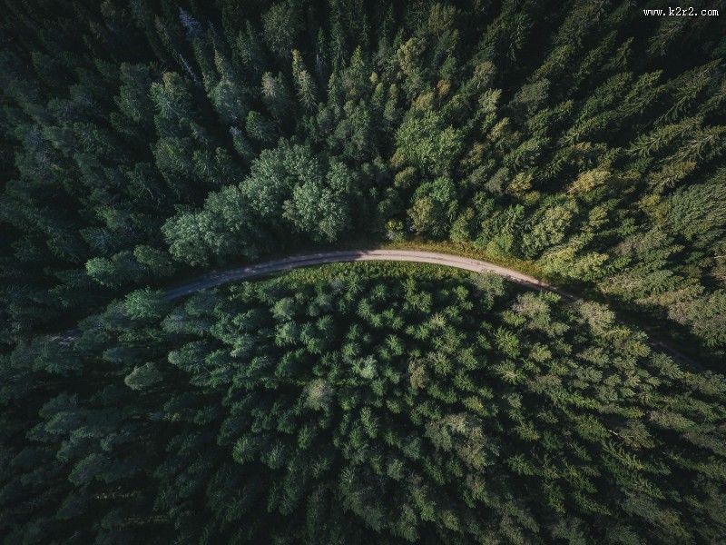 美丽的树林图片