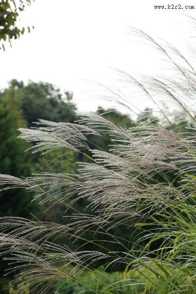 漂亮的芦苇丛图片大全